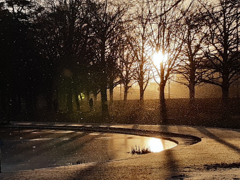 Sunlit winter scene with trees and a frozen pond