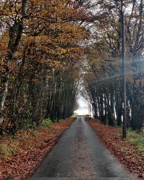 A path surrounded by fallen autumn leaves and tall trees
